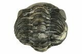 Wide, Enrolled Austerops Trilobite - Morocco #224247-3